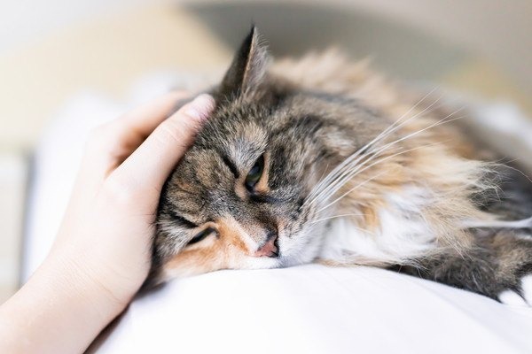 猫風邪とは、猫の上部気道感染症：猫カリシウイルス、猫鼻気管炎（ヘルペス）ウイルス、クラミジア・フェリス